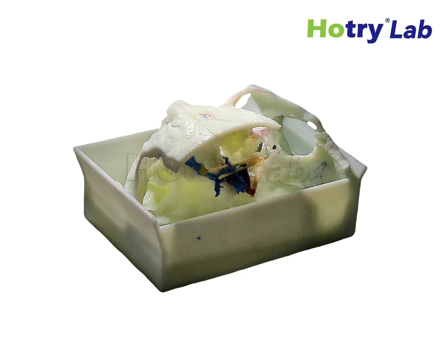 Mô hình đào tạo nửa nền sọ HC-SK-01